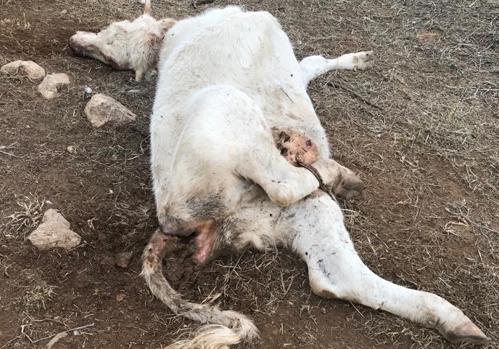 La Amenaza de los Buitres en la Ganadería Valenciana