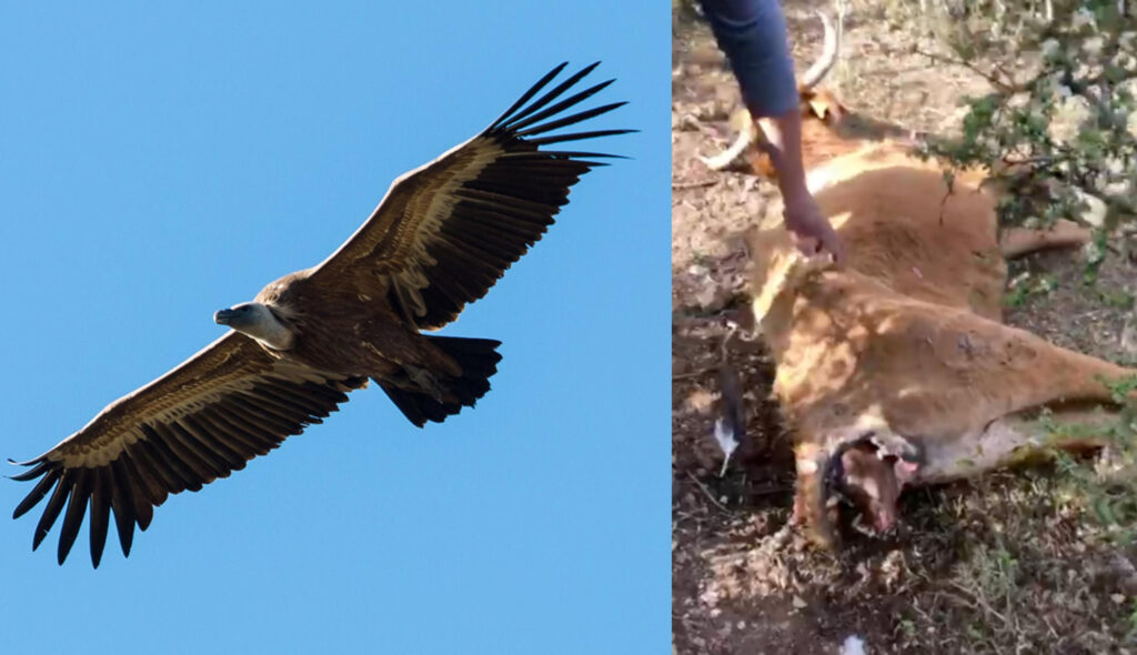 El Impacto de los Buitres en la Ganadería Valenciana