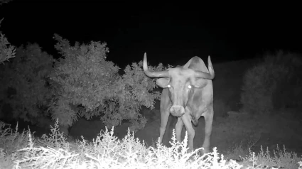 El Toro Escapado de Jérica: Un Desafío para la Comunidad