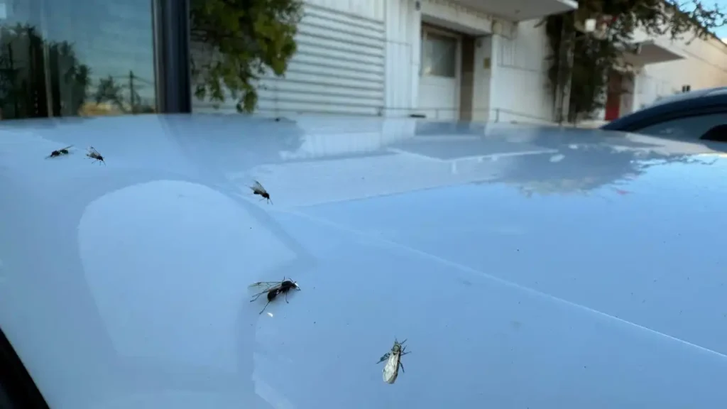 El fenómeno de las hormigas voladoras en Valencia tras las lluvias